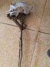HUAHUIYOU梨树苗 秋月梨苗莱阳秋月蜜梨嫁接树苗盆栽南方北方种植 4年苗： 81cm(含)-110cm(含) 实拍图
