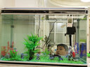 闽江（minjiang）鱼缸水族箱家用屏风生态造景中大型金龙鱼缸客厅免换水鱼缸 纯洁白色（养鱼礼包+升级过滤） 长80.6*宽31.2*高55（单缸体不含柜） 实拍图