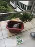 花无痕 小叶紫檀迎客松造型盆栽地柏树盆景室内桌面绿植盆栽黑檀黑骨茶 3年苗30cm左右 实拍图