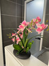 wo+ 高档新款手感PU蝴蝶兰仿真花艺客厅餐桌花电视柜装饰花假花 黑色扁陶瓷盆+B款玫红鸽子兰 实拍图