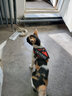 加仕高宠物猫绳通用胸背带遛幼犬狗狗防挣猫链子猫咪牵引绳可调节 S号 实拍图