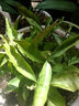 姜南 重瓣虎头茉莉盆栽花卉阳台植物室内白茉莉三叶带花苞观花植物苗 虎头茉莉5年苗 壮苗 实拍图