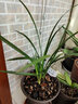 华香园春兰老八种【万字】兰花苗 幽香型 不带花苞办公室内盆栽 万字 一棵3苗 不带花苞 裸根发货 实拍图