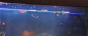 云峰海瑞 观赏鱼活体中小型热带鱼红绿灯鱼淡水水族鱼宠物接吻鱼虎皮鱼 曼龙月光组合（共10条） 实拍图