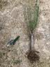 红梅花树苗盆栽庭院地栽浓香梅花苗花卉植物腊梅室内外耐寒绿植盆景 榆叶梅主杆粗3厘米，苗总高80厘米左右 不含盆 实拍图