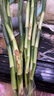 绿有意富贵竹水培植物转运竹花卉绿植室内盆栽绿水养带根鲜花发萝财 富贵竹65-75cm6棵+营养液+生根粉 不含盆 实拍图