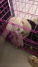 蒂瑞科纯种拉布拉多犬大型犬家养拉布拉多幼犬神犬小七巡回导盲犬宠物狗 宠物级 宠物级 实拍图
