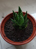 雅卉（YAHUI）盆栽苗含盆不夜城 库拉索芦荟盆 不夜城3年苗 不含盆 实拍图
