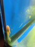 黄金大胡子鱼大帆红蓝眼胡子24K胡子除藻工具鱼清洁鱼 黄金胡子2.5-3cm5条 实拍图