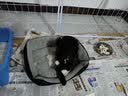 憨憨乐园狗窝四季通用猫窝凉席窝狗狗睡垫夏天狗床凉垫宠物小型犬狗狗窝 实拍图