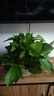 九千谷绿萝盆栽除甲醛绿植花卉办公室桌面花草植物盆景2盆源头直发 实拍图