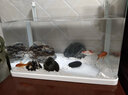 佳璐（jialu）超白水草鱼缸免换水族箱懒人生态鱼缸小型水族箱 38cm长 水草超白缸（含底沙） 实拍图