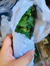 密之蓝天现摘现发农家自种香菜约100g 新鲜蔬菜火锅食材 鲜嫩小香菜芫茜 100g 实拍图