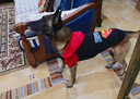 宠德多狗衣服狗狗衣服秋冬中大型犬拉布拉多柯基萨摩柴犬边牧金毛哈士奇 带帽超人 黑色（纽扣款） 7XL胸围79cm(建议50-60斤) 实拍图