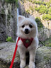 SLPC狗狗胸背带牵引绳小型犬泰迪背心式遛狗绳反光透气小狗背带狗绳子 红色 M（适合6-9斤） 实拍图