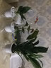 九千谷红掌绿植盆栽植物白掌粉黛一帆风顺花卉盆景3个组合源头直发 实拍图