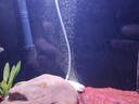 鱼呼吸增氧泵养鱼加氧机充电携带便携式 户外钓鱼 卖鱼冲氧器 制氧气棒 夜静-032双孔【充电便携式2W】裸泵无配件 实拍图