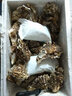 海味先生 生蚝鲜活 海蛎子 2.5kg 袋装 【爆款】5斤（20-25只） 实拍图