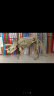 优巧珂大号儿童考古玩具恐龙化石探索挖掘工具手工创意DIY恐龙骨架模型 三角龙+眼镜+考古系列工具 实拍图