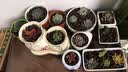 浩胜 营养土大包肥料通用型植物种菜土泥土种花土泥土泥炭土泥土花  陶粒 3.5L 实拍图