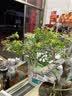 对节白蜡盆景老桩熟桩京山阳台庭院悬挂悬崖式提根邻水造型树包活 11 带盆栽好 实拍图