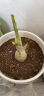 叶之静沙漠玫瑰花苗盆栽四季开花鲜花庭院室内绿植盆景花卉 精品多色C款沙漠玫瑰 精品大苗 实拍图