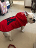 楚克奇（CHUKCHI）大狗衣服边牧金毛中大型犬冬装狗棉衣马犬马甲背心连帽两腿喜庆 深蓝色 30号颈围55CM*胸围75CM*背长60CM 实拍图