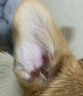 耳螨猫用药宠物滴耳液耳臭中耳炎猫咪狗用除耳螨清洁真菌止痒神器 耳螨净【一瓶装】18ml试用装 实拍图