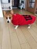 楚克奇（CHUKCHI）大狗衣服边牧金毛中大型犬冬装狗棉衣马犬马甲背心连帽两腿喜庆 红色 28号颈围50CM*胸围68CM*背长55CM 实拍图
