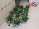 思兰绿萝盆栽大盆景室内新房吸除甲醛鲜活绿植物花卉长藤大叶绿箩批发 180大原盆托盘绿萝【4盆】10肥 实拍图