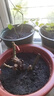 8年玫瑰老桩花苗玫瑰盆栽花卉观赏花植物阳台室内室外盆栽地栽花老桩蔷薇花多次开花 卡罗拉 【20号】5棵装 不含盆 实拍图