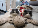 华元宠具（hoopet）猫咪衣服过年喜庆唐装猫猫冬季保暖衣小猫衣服新年拜年舞狮服装 恭喜发财舞狮唐装 L：根据图片尺寸选择 实拍图