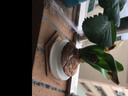 绿丝绦风信子种球水培花卉土培种子四季室内室外耐寒植物花苗盆栽 卡内基（白色） 单个种球 实拍图