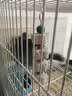 共度（Gong Du）宠物磨牙石小仓鼠金丝熊荷兰猪松鼠龙猫兔子都可用磨牙用品玩具 草饼咬木串（约18cm/1串） 实拍图