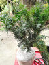 亚招 红豆杉盆景  红豆杉树苗 正宗曼地亚红豆杉带果发货 庭院/客厅摆放植物 曼地亚红豆杉五年盆景苗 实拍图