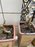 春草碧 玫瑰花苗【买2颗发3颗】庭院阳台地盆栽绿植物花卉老桩四季开花 T和谐幸福【花色随机】 实拍图