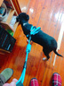 宠物圈（PETCIRCLE）狗狗牵引绳狗链子项圈泰迪金毛小型中大型幼犬牵狗绳子宠物用品 实拍图