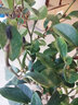 含笑苗 芳香花卉盆栽苗 含笑树苗 阳台庭院室内 办公室盆栽浓香绿植清香木盆栽 常春藤绿植 5年苗花多叉多 不含盆 实拍图