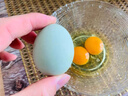 蛋队长绿壳土鸡蛋新鲜天然营养30枚50枚散养富硒土地现捡现发 新鲜天然营养绿壳土鸡蛋30枚 实拍图