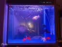 森森（SUNSUN）鱼缸水族箱含鱼缸客厅大型玻璃缸办公室龙鱼生态缸自循环水族箱 时尚款底滤0.8m长 36宽 靠墙(黑白灰) 实拍图