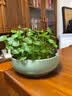 源老舍无孔水培花盆铜钱草花盆陶瓷水仙花睡莲碗莲荷花水培容器一叶莲盆 雪胎梅骨-中号 实拍图