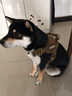 出众者狗狗牵引绳马犬胸背带大型犬狗绳背心式狗背带法斗金毛狗狗用品 棕色/单个背带 S码（推荐体重20-35斤） 实拍图