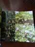 童眼识天下：奇妙植物（升级版） 实拍图