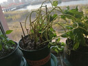 寿禾 香草苗大全薄荷苗盆栽带土可食用秧苗冬春季四季观赏绿植薄荷叶 百里香苗5棵 实拍图