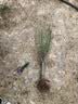 红梅花树苗盆栽庭院地栽浓香梅花苗花卉植物腊梅室内外耐寒绿植盆景 榆叶梅主杆粗3厘米，苗总高80厘米左右 不含盆 实拍图
