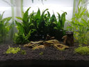 云峰海瑞水草活体鱼缸水族箱造景装饰真火山石水草活体懒人草造景活水草 爬地矮珍珠陀草 实拍图