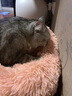 派乐特猫窝四季通用猫床狗窝冬季保暖猫床半封闭式安全感窝睡窝躲避屋XL 实拍图