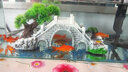 异景园鱼缸水族箱造景装饰品摆件拱形桥工艺品鱼缸假山亭子石桥造景小桥 XL221桥 （送200g蓝珠） 实拍图