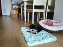 宠多乐 猫玩具逗猫棒猫咪玩具套装自动旋转蝴蝶 毛绳甩球长47CM球直径7CM 实拍图
