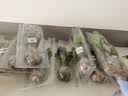 寿禾 寿光蔬菜苗组合套装批发大全菜苗秧苗子种菜秋冬季秧苗山东 红黄圣女果苗各3棵 实拍图